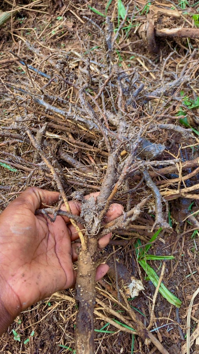 MulungiKhloe's tweet image. Herbal medicine isn&apos;t just a single-target fix! Take ulcer herbs ..they can make yo entire body feel alive from the inside out. Manpower herbs? They cleanse U deeply from within, far beyond just sexual health support.
Yes, herbs r expensive , but yo  life is priceless. 0782278809