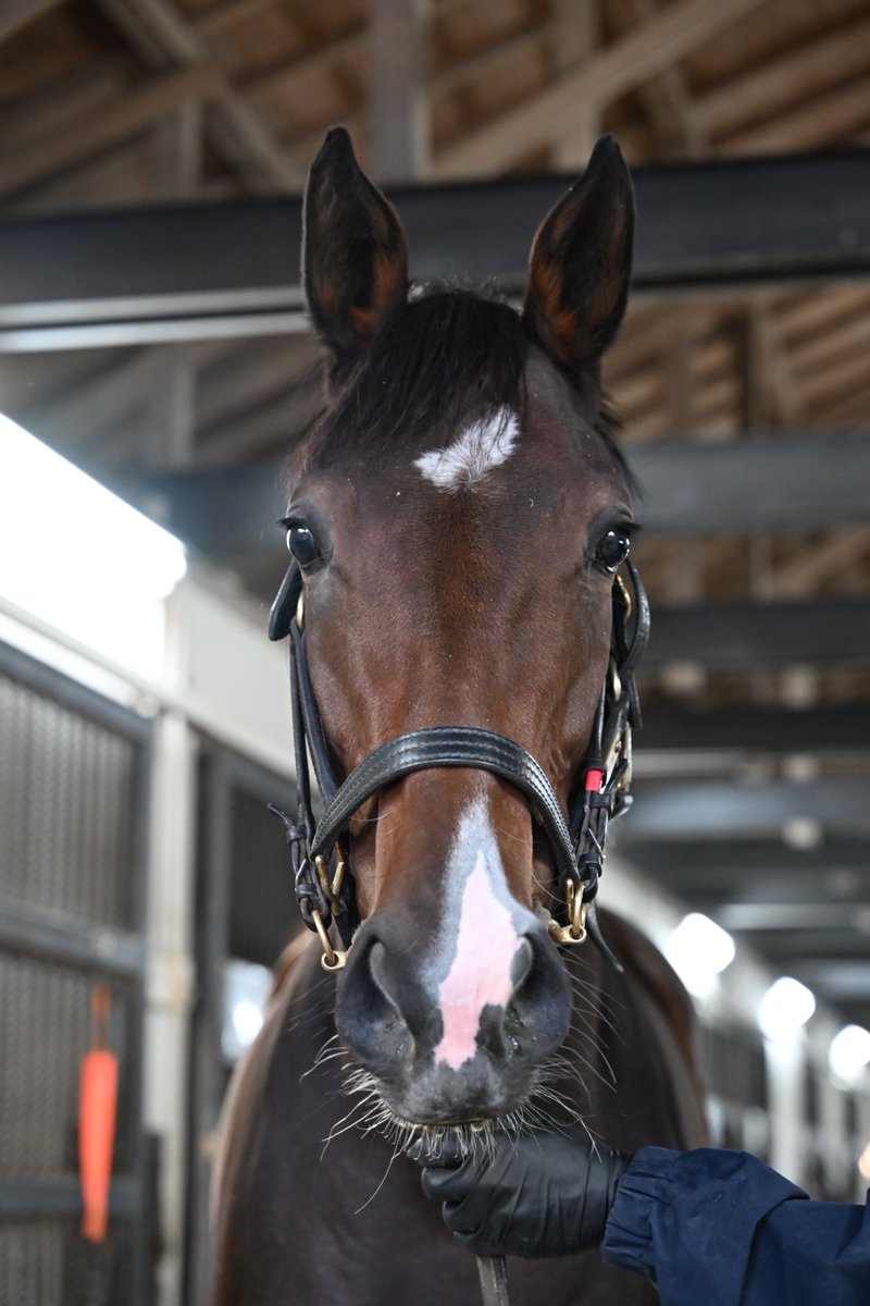 バカラ 走る馬 クイーンオブハルカ | Pacalla（パカラ）