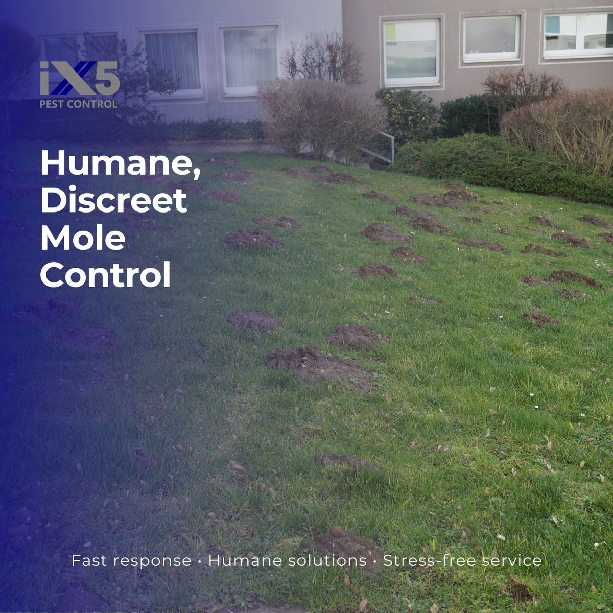 iX5uk's tweet image. Don’t let moles take over your outdoor space 🏡.
Our trained team offers discreet, humane treatments with evening &amp;amp; weekend visits at no extra cost. Get back to enjoying your garden or grounds without worry. ix5.uk/pest-control-s…
#MoleControl #PestFreeGarden #PestControl
