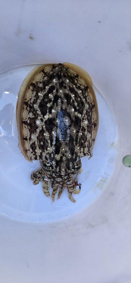 재미난 취미중 하나인 바다낚시 그래도 조금 스킬이 필요한 갑오징어 낚시는 스트레스에 찌든 뇌속을 비워주는 작용을 하기도 한다.
맛도 갑오징어가 최고인듯 하다^^  아마도 담주가 졸업식이 되지 않을까? 이후에는 꼬리류로 전환^^
전생에 어부였을지도....