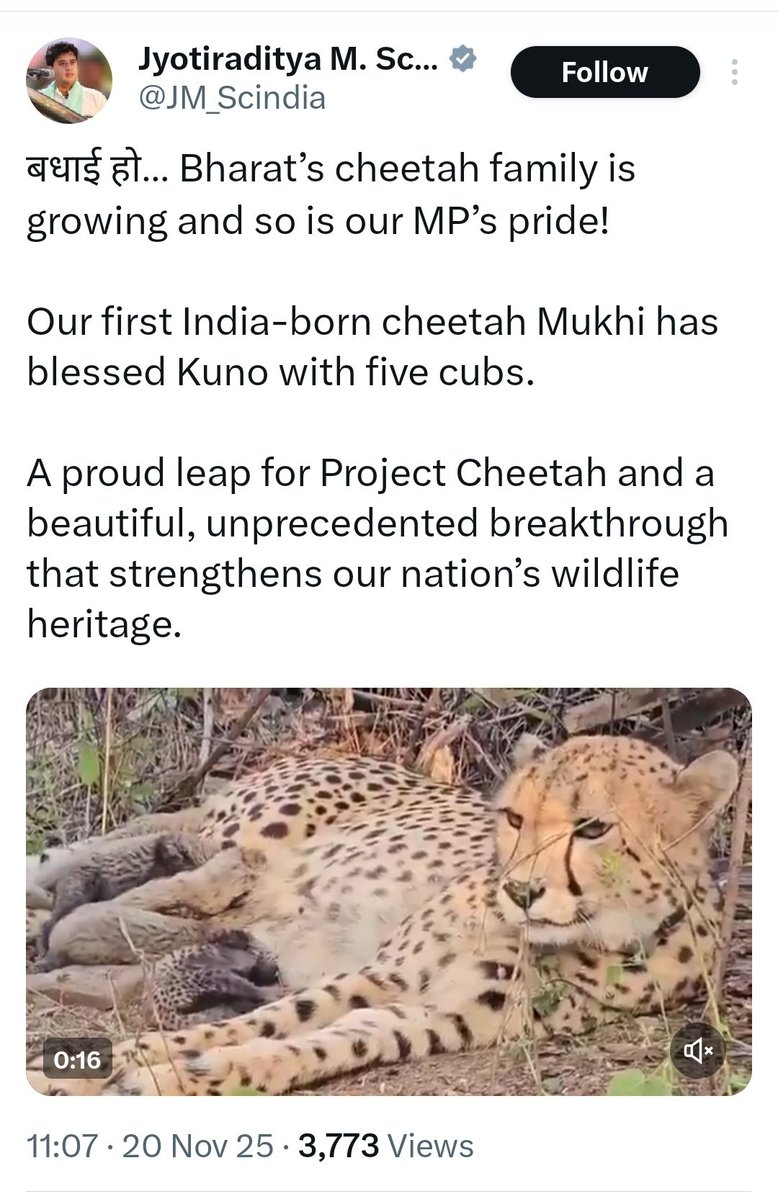 SaffronChargers's tweet image. Dhruv Rathee called Project Cheetah a failure and claimed crores were wasted for

Today, Indian-born cheetah Mukhi has given birth to five healthy cubs in Kuno. 

Once again, Dhruv Rathee&apos;s &quot;expert analysis&quot; couldn&apos;t survive reality. 🤡