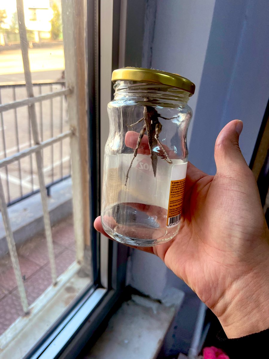 Öğrencim, çok mutlu olacağımı düşünerek bahçelerindeki çekirgeyi bana hediye getirmiş