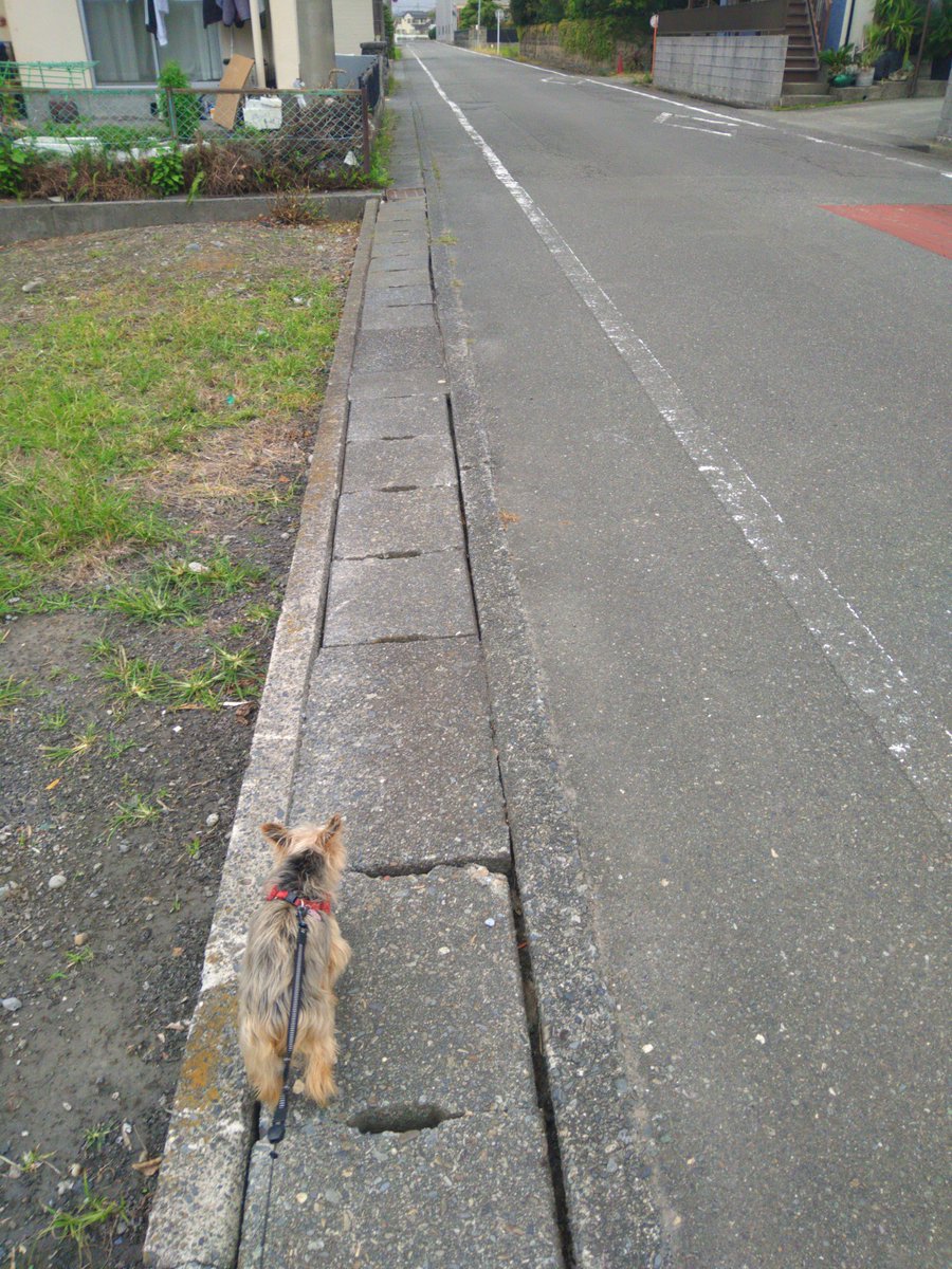 Image for the Tweet beginning: 💬 sheep さんからの投稿📝

犬との生活が長く続きますように

#わたしの平和宣言 