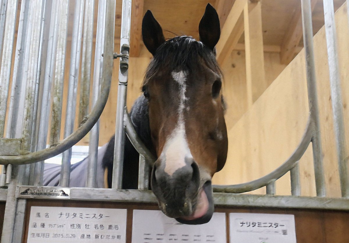 メタセコイアと馬の道
養老馬として暮らしている
元、兵庫っ仔のナリタミニスターと再会

怪我をして片目を失ってしまいましたが元気にしています。

ナリタミニスターの兵庫での活躍をきっかけに半妹のバスドラムガールに出資したくて京都サラブレッドクラブに入会