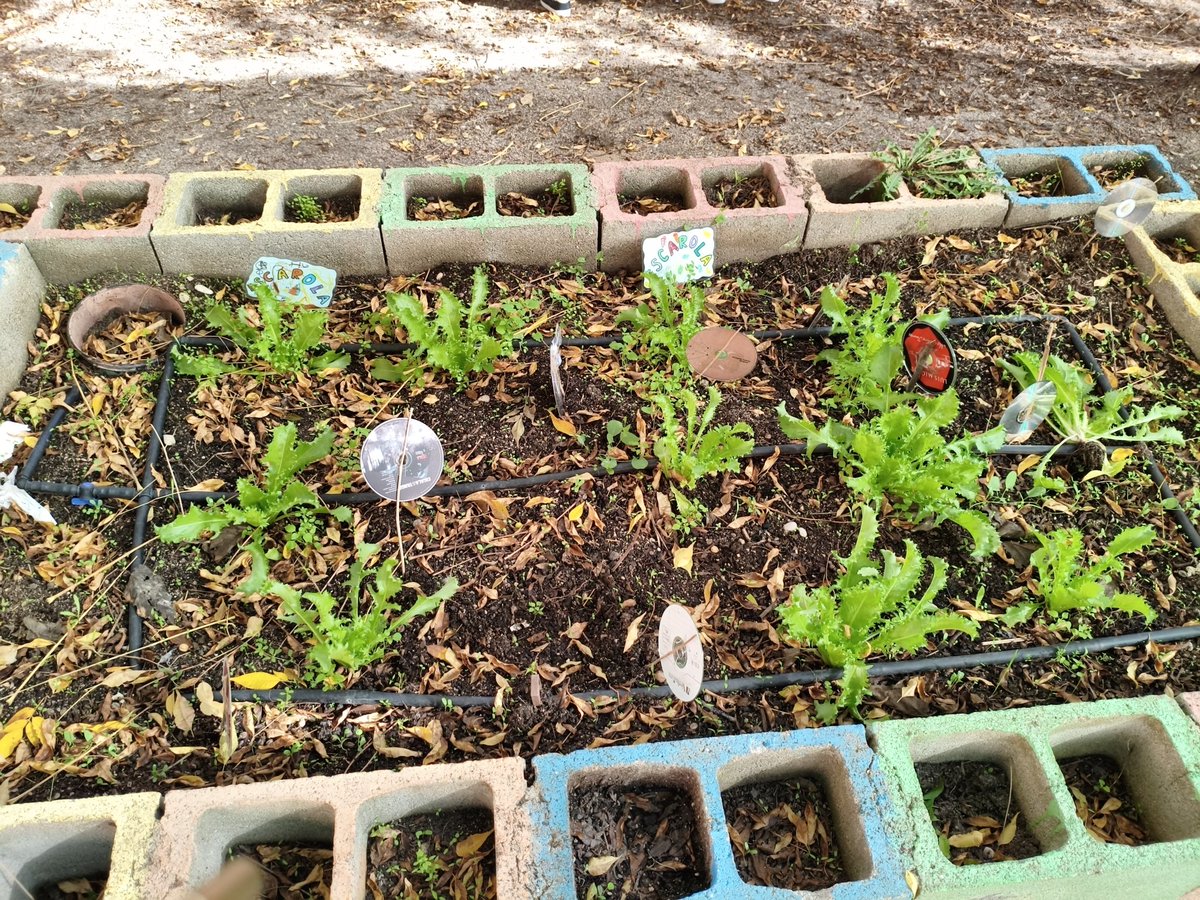 Así luce nuestro huerto en Otoño