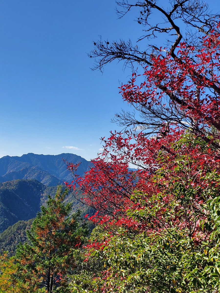 GC27_AUTECH's tweet image. 11/18梅田親水公園⇔中尾根パラダイス
11/19愛知県民の森⇔上臈岩往復

#低山
#登山
#中尾根パラダイス
#上臈岩