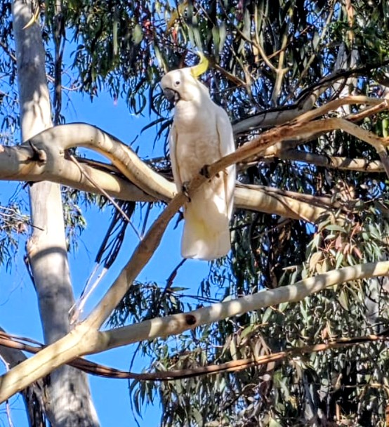 Prvý fotografický úlovok 🤩🦜