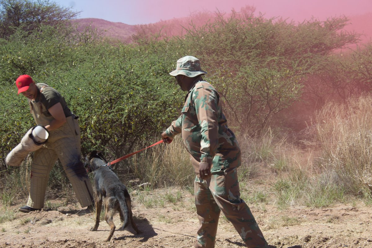 SANDF_ZA's tweet image. #SAArmy Article || Exercise VUKUHLOME IV || Combat Sound and Smoke Socialization with Horses and Dogs.

facebook.com/share/p/1H4Can…

#SANDF
#PrideOfLions
#EXCONVUKUHLOME_IV
#ExerciseVUKUHLOME_IV