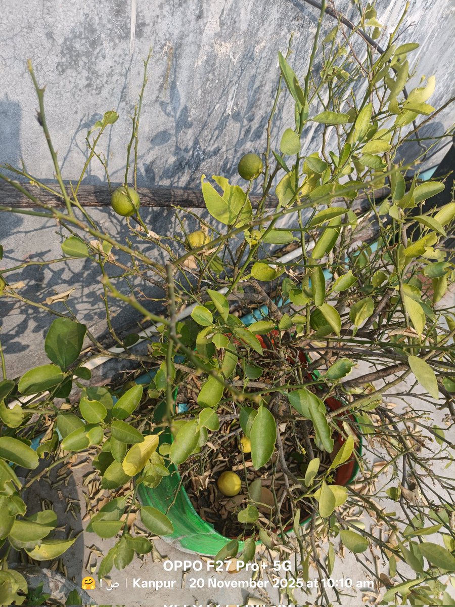 DrsansariOrd's tweet image. 🍋 Not just mangoes fall when they’re ripe — lemons wait for their right moment too.
Everything in life happens in its own time.
Don’t rush, don’t doubt… just wait and watch. ✨
#Patience #LifeLessons #Timing