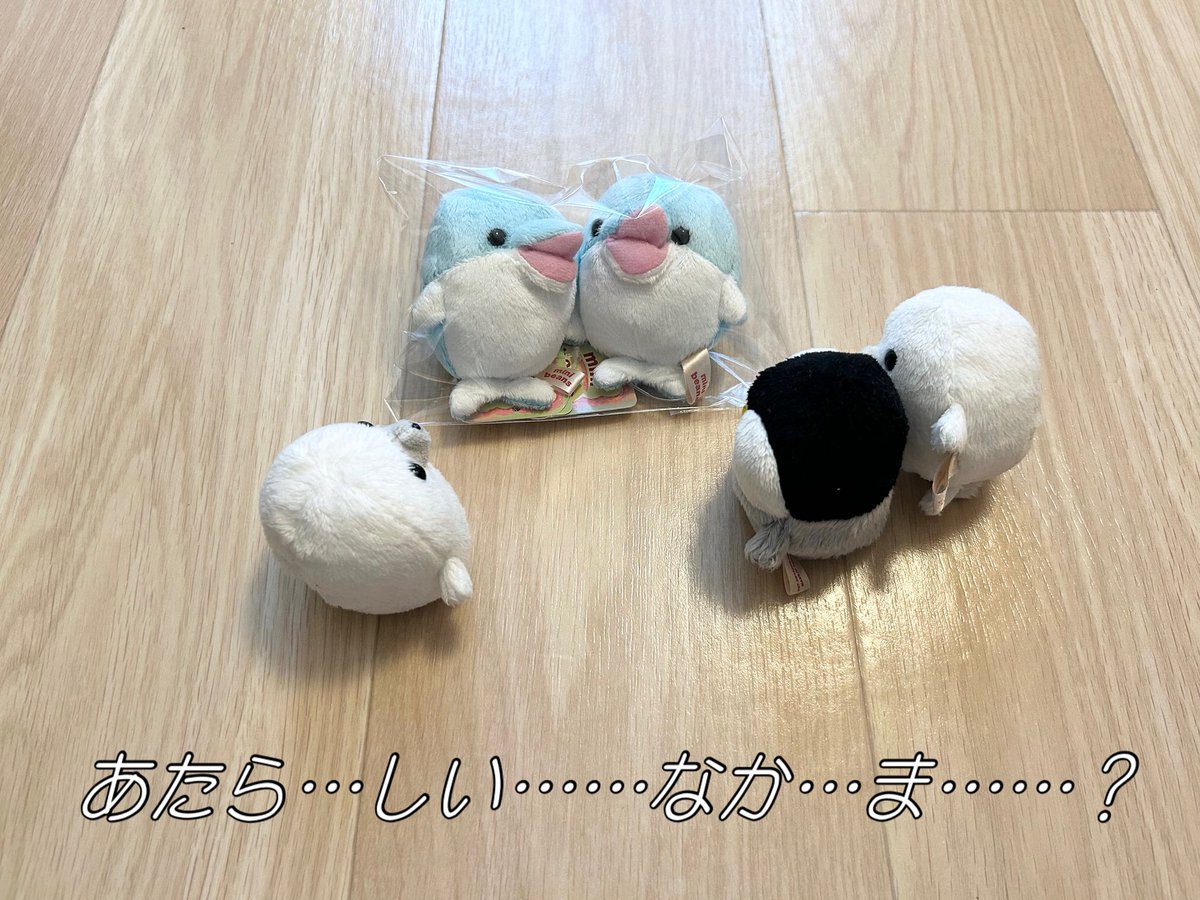 我が家にも無事ミニビーンズのイルカちゃん達がご到着されました