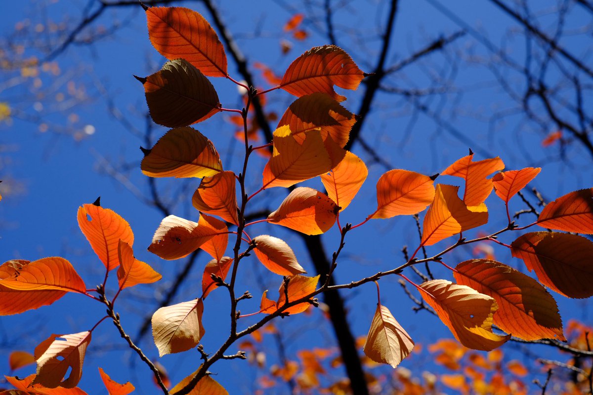 #キリトリセカイ 
#スナップ写真 
#streetphotography 
#snapshots 
#photographer 
#紅葉
#今日の一枚 
#FUJIFILM