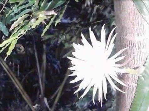 chococoapie's tweet image. — #promotwt &amp;amp; #moothunt 

︎
                         she — it 
                 🇲🇽 • 22 • ednos          
             no dni, i follow back 

      ♡ / ↻ to be moots + spread!
  ꒰ #edtwt #shedtwt #kpopedtwt ꒱