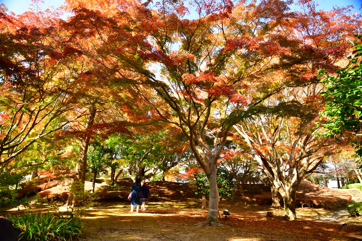 kairakuen_ibrk's tweet image. もみじ谷が秋色に染まりました。
谷を彩る紅葉は、まさに自然のアート。
この瞬間を見逃さないで！

#偕楽園 #もみじ谷 #紅葉狩り #絶景スポット