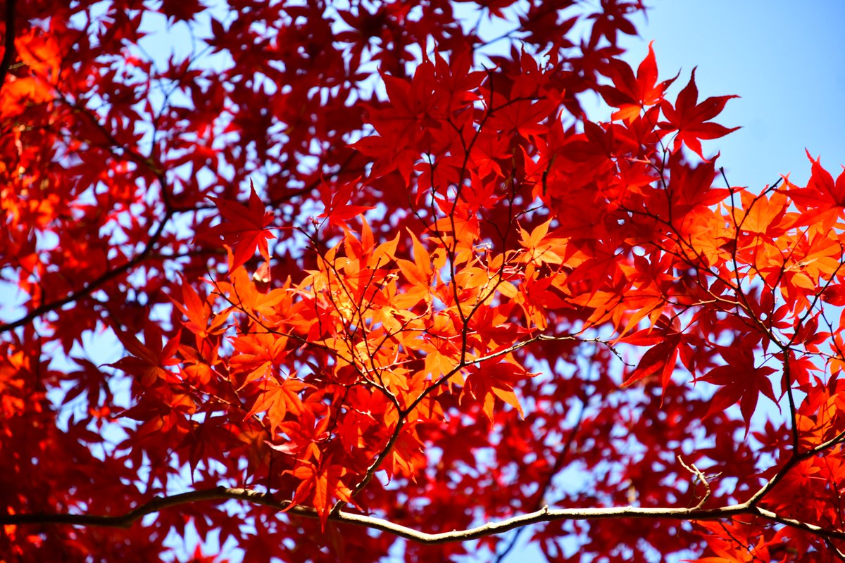 kairakuen_ibrk's tweet image. もみじ谷が秋色に染まりました。
谷を彩る紅葉は、まさに自然のアート。
この瞬間を見逃さないで！

#偕楽園 #もみじ谷 #紅葉狩り #絶景スポット