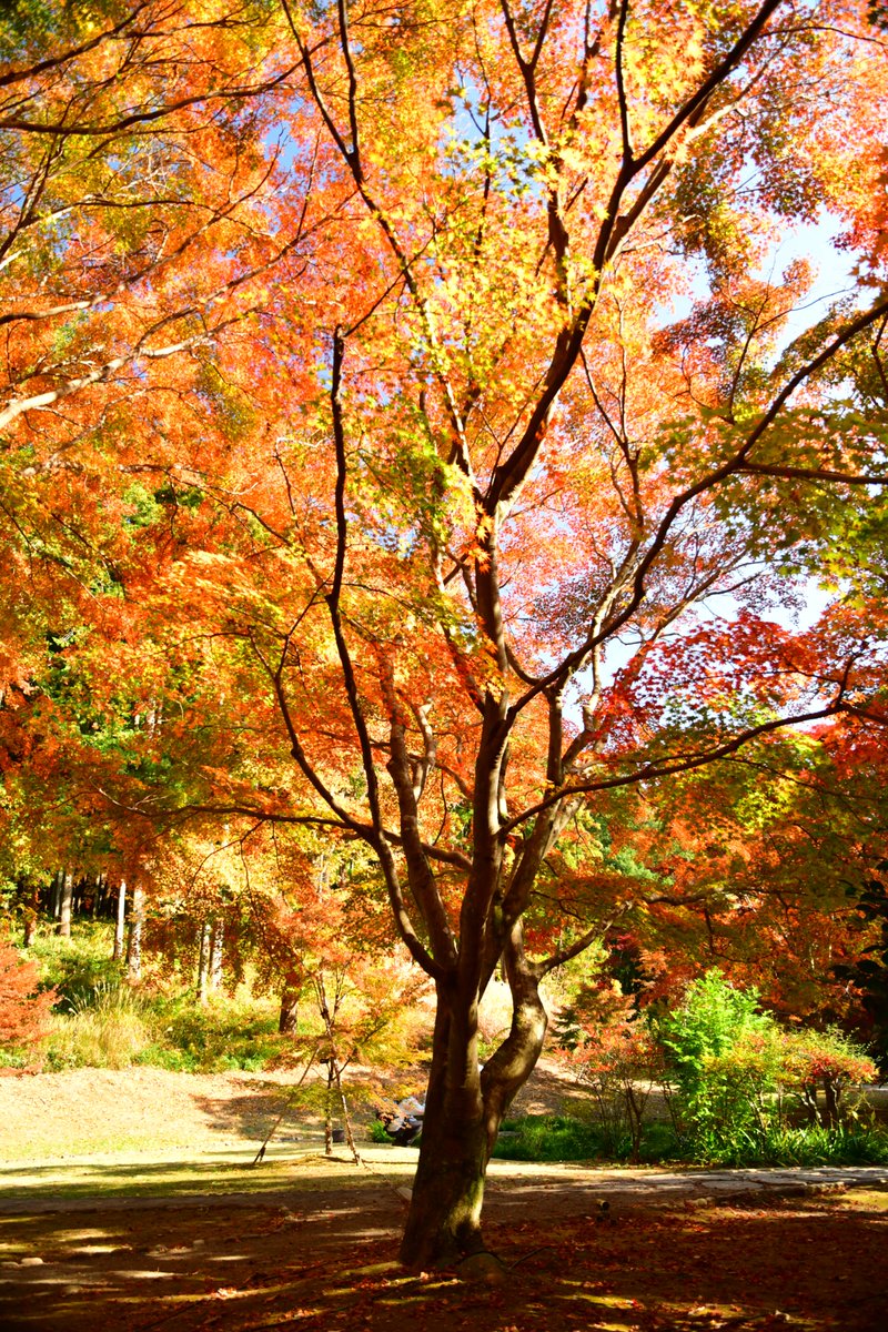 kairakuen_ibrk's tweet image. もみじ谷が秋色に染まりました。
谷を彩る紅葉は、まさに自然のアート。
この瞬間を見逃さないで！

#偕楽園 #もみじ谷 #紅葉狩り #絶景スポット