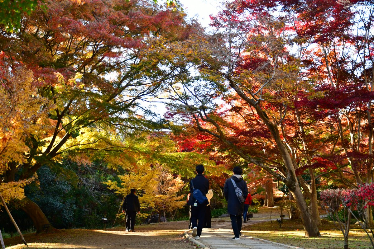 kairakuen_ibrk's tweet image. もみじ谷が秋色に染まりました。
谷を彩る紅葉は、まさに自然のアート。
この瞬間を見逃さないで！

#偕楽園 #もみじ谷 #紅葉狩り #絶景スポット