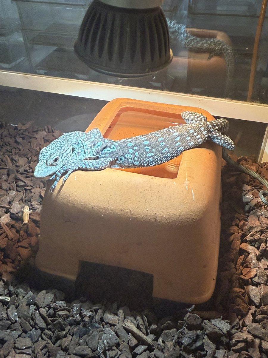 エキゾチックサプライ (スタッフ) (@exotic_supply_) on Twitter photo 