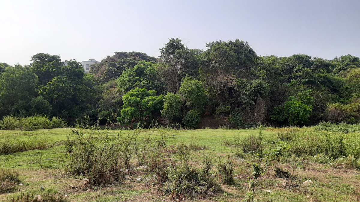 rammuladevrai's tweet image. 🌳@moefcc Time for an urgent, comprehensive policy to protect #Sacredgrove #forests in India as mandated by the Hon&apos;ble Supreme Court  &amp;amp; existing legal frameworks for #wildlife. @MahaForest @BiswasShomita @ForestSurvey #RFD
#SaveRamMulaDevrai #Pune #city

punekarnews.in/pune-evironmen…