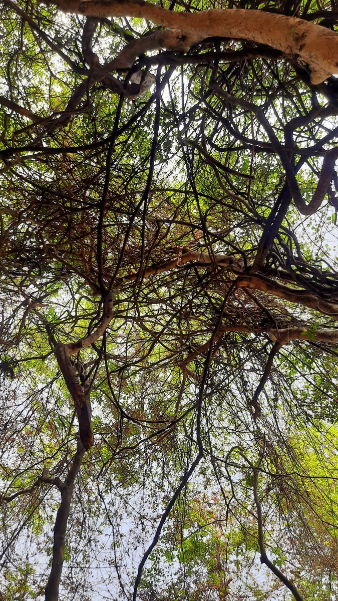 rammuladevrai's tweet image. 🌳@moefcc Time for an urgent, comprehensive policy to protect #Sacredgrove #forests in India as mandated by the Hon&apos;ble Supreme Court  &amp;amp; existing legal frameworks for #wildlife. @MahaForest @BiswasShomita @ForestSurvey #RFD
#SaveRamMulaDevrai #Pune #city

punekarnews.in/pune-evironmen…