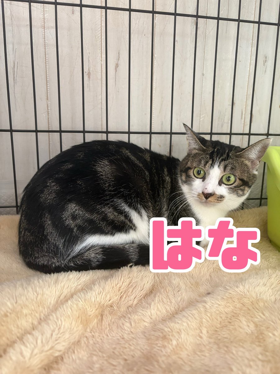 桜木町】 新猫ちゃんが2匹仲間入りしてくれました🐈🐈‍⬛✨2匹とも