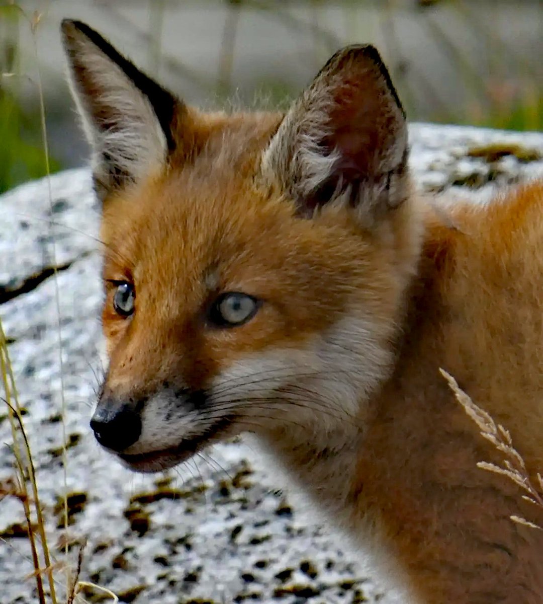 GweebarraG's tweet image. @GweebarraG Madra Rua - The &apos;red dog&apos; is the most hunted animal in Ireland but Foxes are an essential part of the ecosystem. #FoxOfTheDay