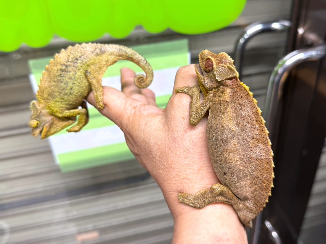 ✨入荷✨

・キサントロプスジャクソンカメレオン(ペア)
立派な角！👹  美しい発色！💚
餌食い良好！🍴  状態抜群！🏃‍♂️

電話、メールでのお問い合わせお待ちしてます❗️
よろしくお願いします☀️