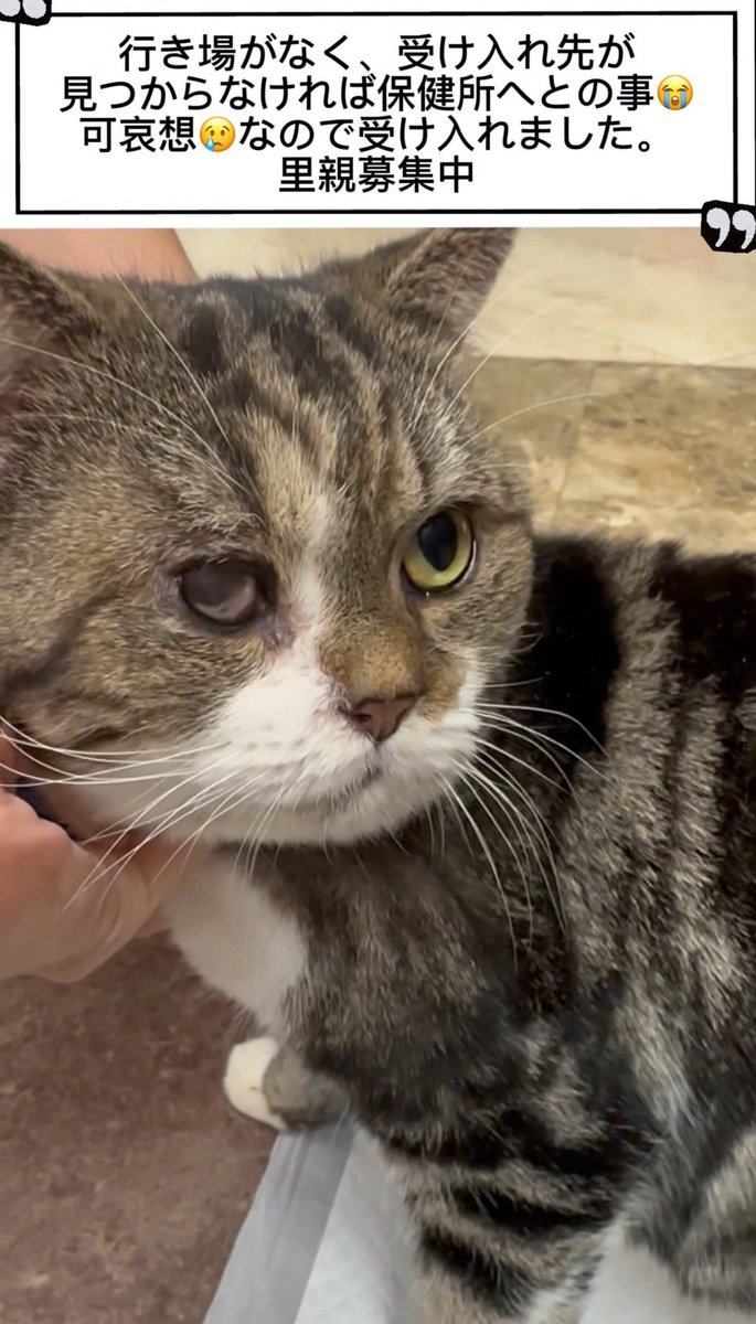 #成猫さん の男の子（約3歳）です🐱
受け入れ先が見つからず、このままでは保健所へ行ってしまうとのことでしたので、とてもかわいそうで…アゴネコにて受け入れました😢