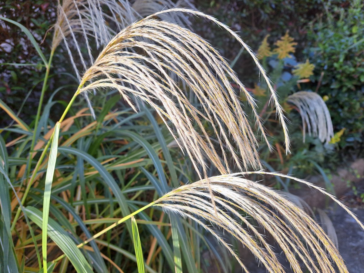 technoservicePR's tweet image. おつかれテクノ♪

会社の敷地でススキを発見！
これから穂がふわふわ～ってなるのが楽しみ🍂
季節は少しずつ冬へ向かっていますね

今日も一日、おつかれさまでした🙆　１号

#企業公式がお疲れ様を言い合う