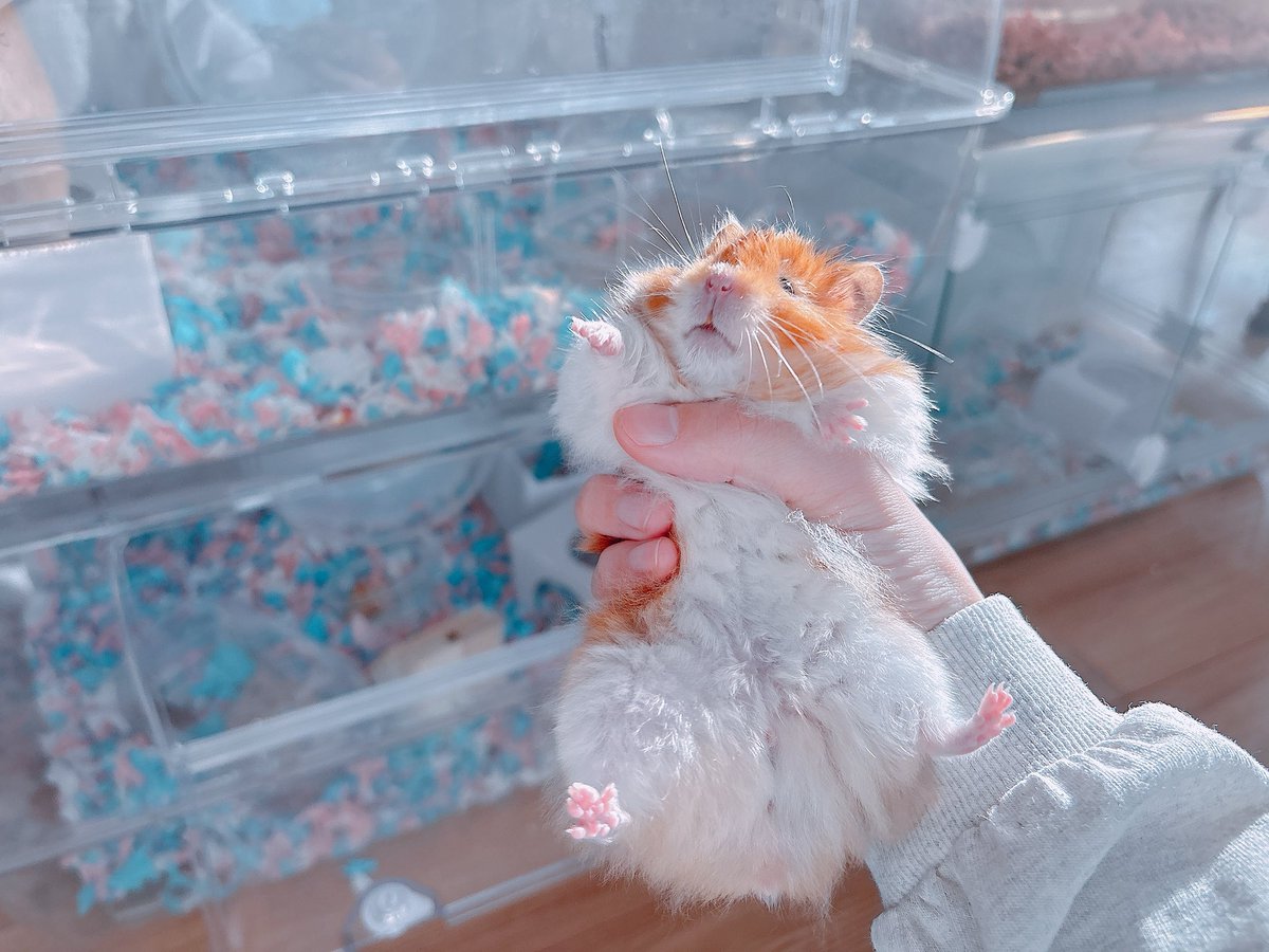 ハムちゃん🐹 (@nagihagiyubeshi) on X