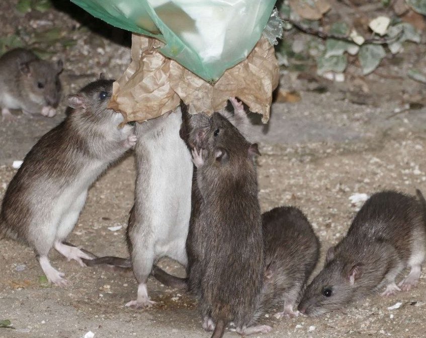 CapAdrien's tweet image. justement on l’aime contra #Hidalgo qui n’y est jamais et a dégradé le quotidien des parisiens : saleté , insécurité, mobilité en rade, dette abyssale, fric gaspillé… #saccageparis