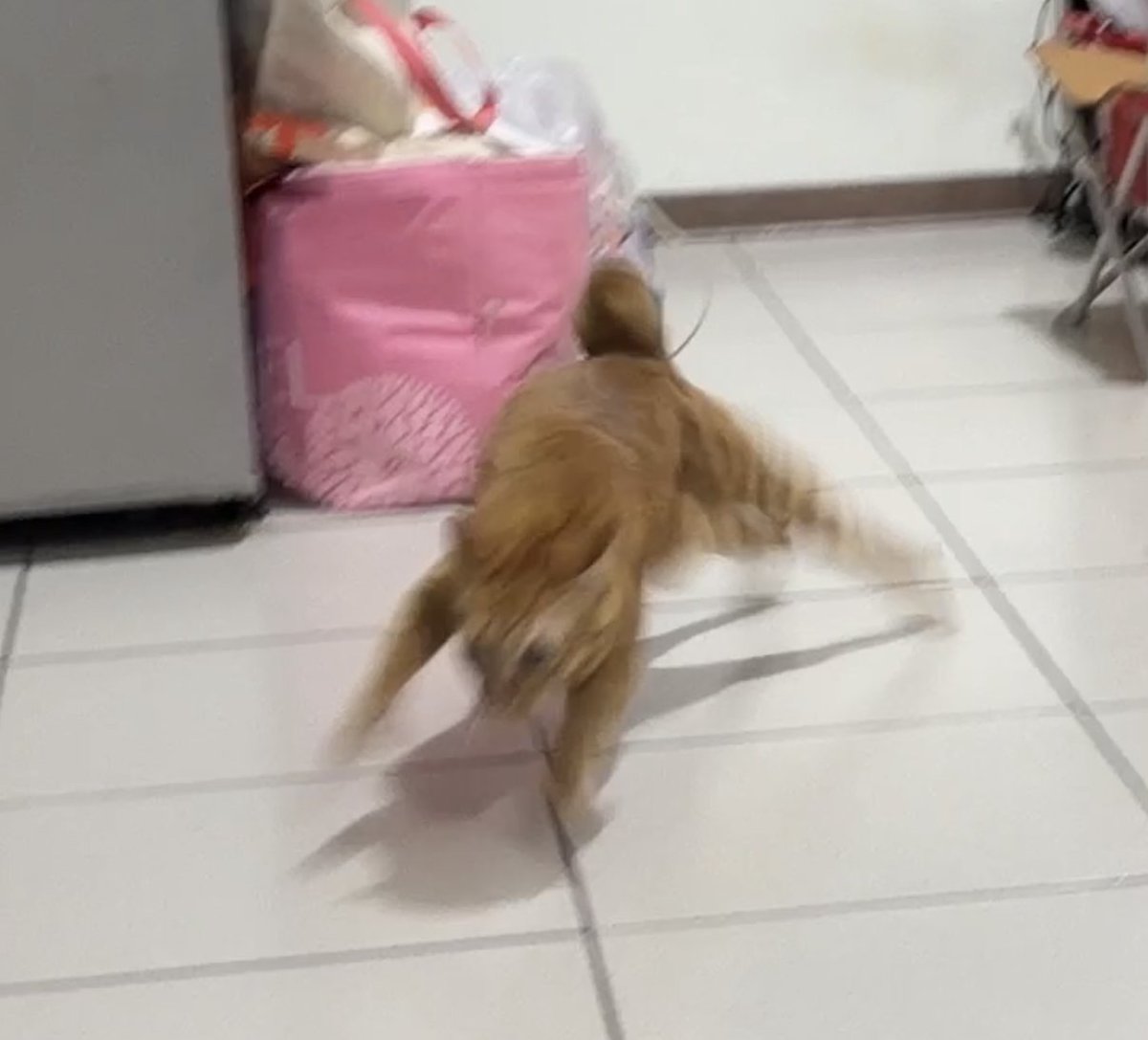 SUPER SPEED!!!!! 😺