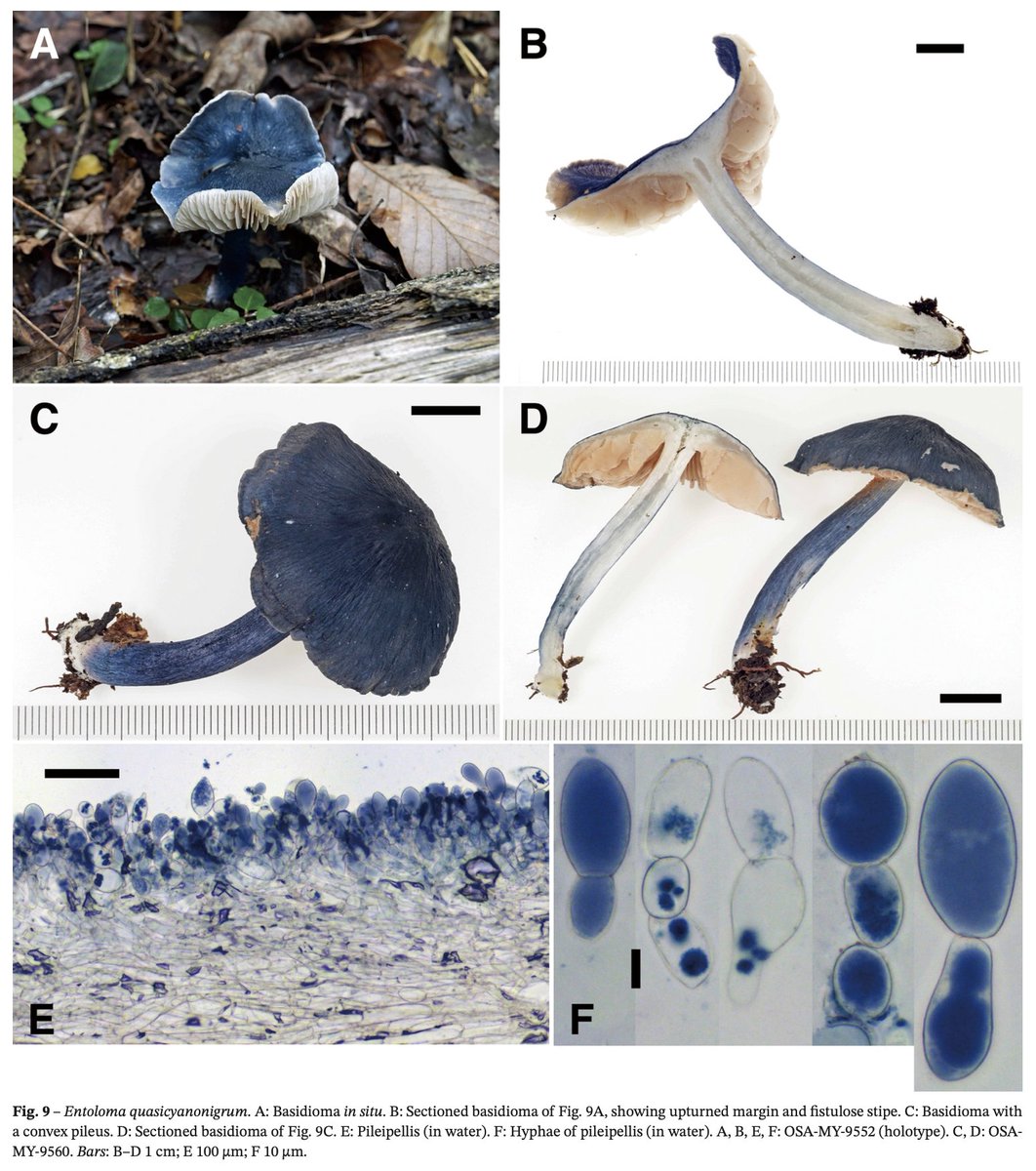 Mycology_Japan's tweet image. Mycoscience Volume 66 issue 6 が公開されています．
jstage.jst.go.jp/browse/mycosci…

#菌学会 #mycoscience #OpenAccess #オープンアクセス