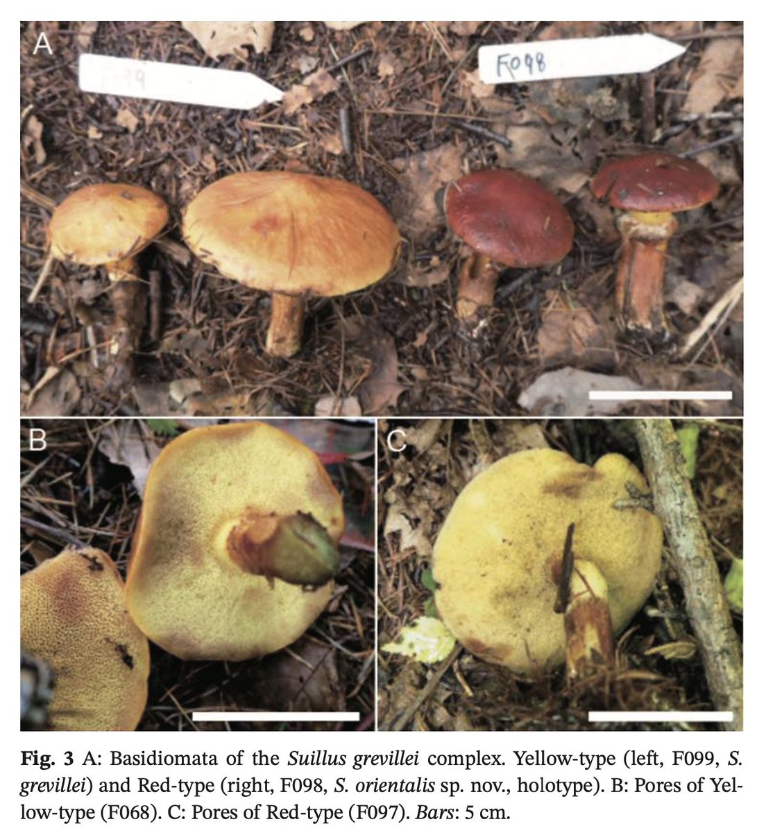 Mycology_Japan's tweet image. Mycoscience Volume 66 issue 6 が公開されています．
jstage.jst.go.jp/browse/mycosci…

#菌学会 #mycoscience #OpenAccess #オープンアクセス