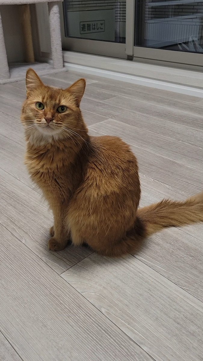 え？かいぬし中身入ってるおべんとう電車に忘れて東京駅にあるの？？