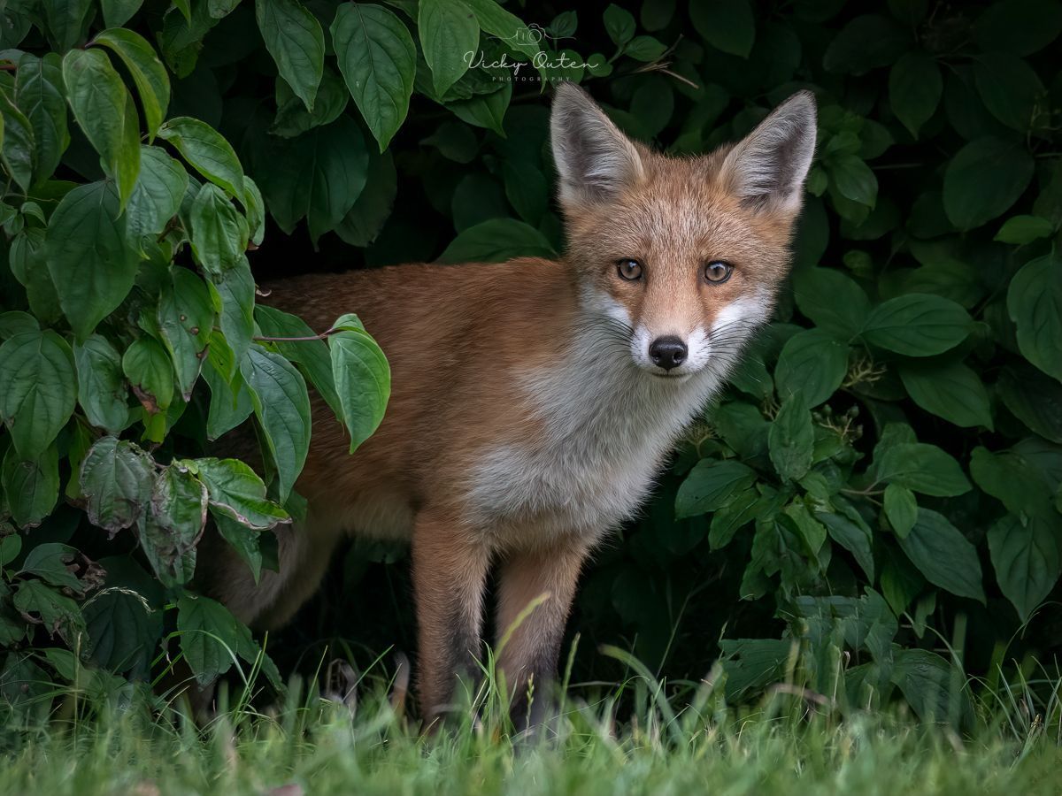 vickyoutenphoto's tweet image. Fox cub - older posting - Add your fox photos in the comments

linktr.ee/vickyoutenphoto 

#foxoftheday #wildlife #bbccountryfilemagpotd #photooftheday #BBCWildlifePOTD  #BBCSpringwatch  @ThePhotoHour @Team4Nature @Britnatureguide @NatureUK @wildlifemag @nature_voice #fox