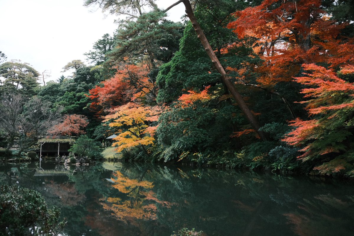 MimeOsen's tweet image. Jour 10 au Japon : il paraît que c’est l’un des plus beaux jardins du pays, autant dire qu’il est à son avantage en automne. Voici le Kenroku-en de Kanazawa !