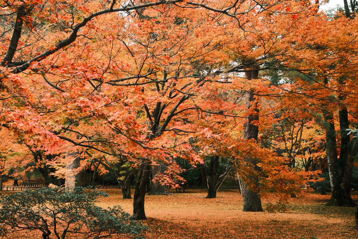 MimeOsen's tweet image. Jour 10 au Japon : il paraît que c’est l’un des plus beaux jardins du pays, autant dire qu’il est à son avantage en automne. Voici le Kenroku-en de Kanazawa !