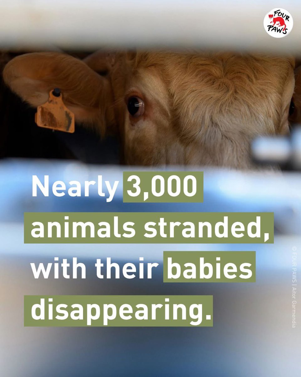 🚨 #News Nearly 3,000 cattle stranded at sea for over 50 days🐮🚨 Over 50 animals already dead. 140 calves born on board, but many have disappeared without trace.

A cargo ship carrying 2,901 cattle from Uruguay has been stuck off the coast of Türkiye since October 21, after