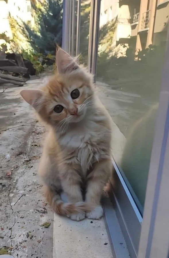 mineY5306's tweet image. Herkese günaydınlar, mutlu güzel bir gün diliyorum Allah’tan gönlü güzel iyi insanlara. Ömrünüz uzun, cuzdanınız bereketli, eviniz huzurlu, vefalı, merhametli arkadaşlarınız çok olsun inşallah. 🇹🇷❤️☕
#Günaydın
#Perşembe #Ankara