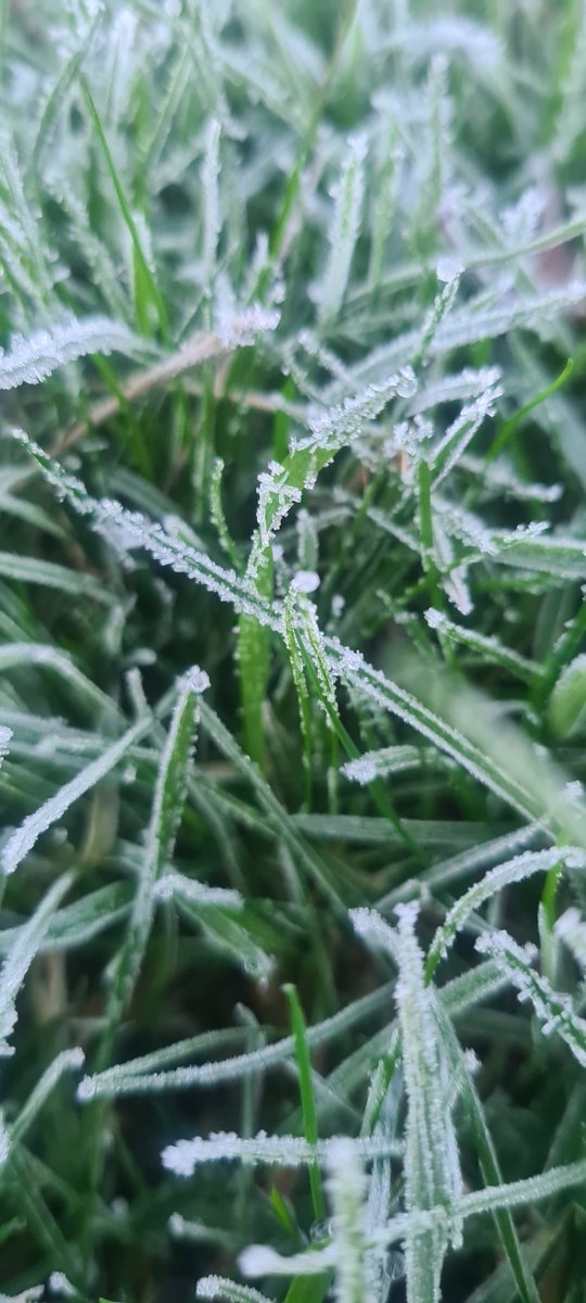 Frosty and beautiful at Damson Cottage Retreat this morning ❄️
Ponds frozen, pool at 3°, and the <a href="/bestway/">bestway</a> Hydrium pump still going!
Off to pack my first Damson Cottage Treats order ❤️
Have an amazing day! 🌿🤍