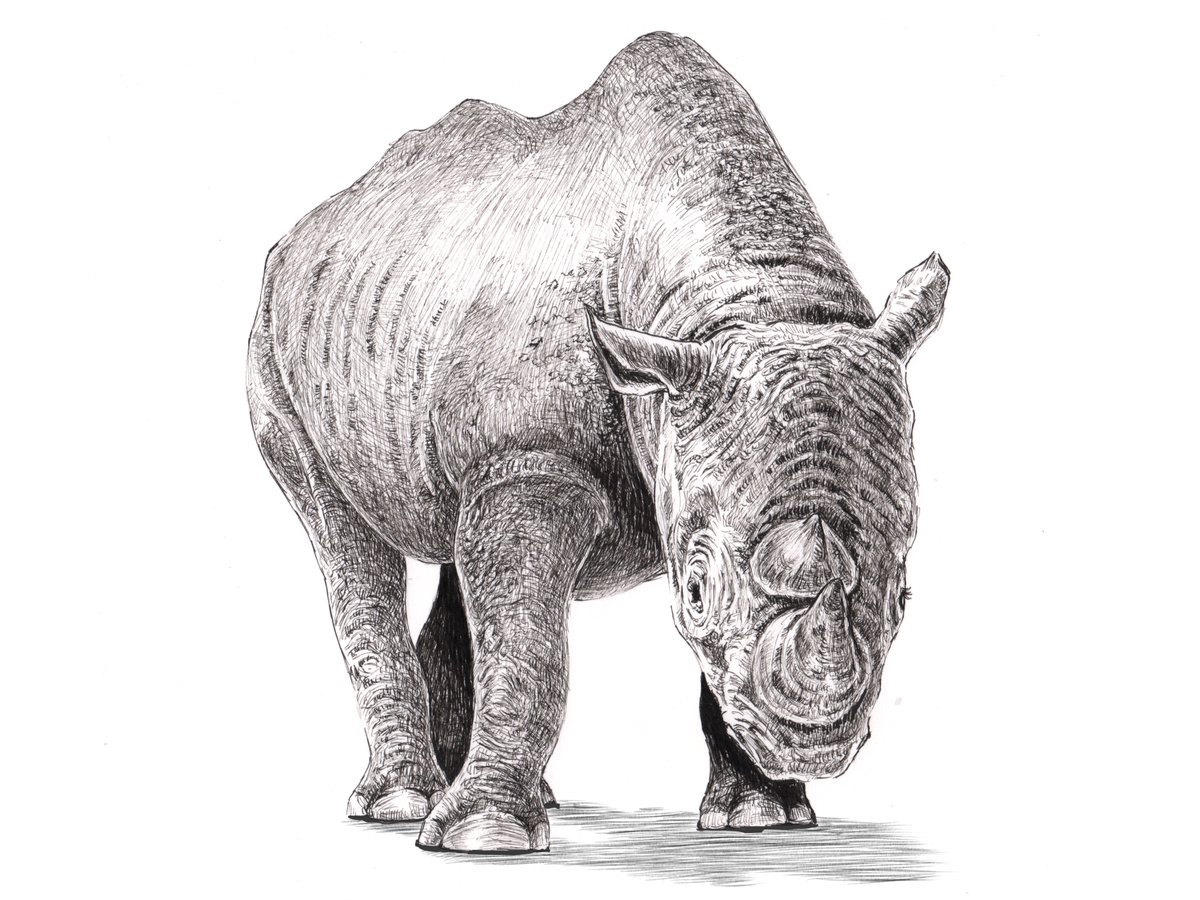 シロサイ　ペン画 ミリペンで描いたシロサイです🦏 #サイ #ペン画