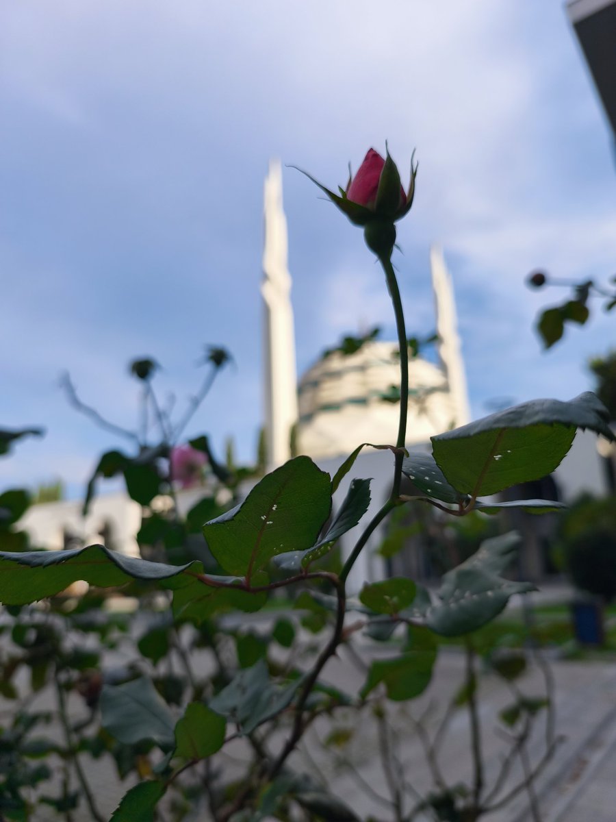 bir takım #muif güzellikleri...