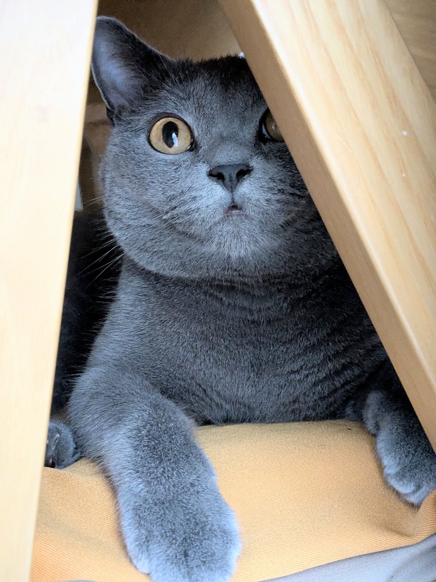 たぬを (@nekonotanukikun) / Posts / X