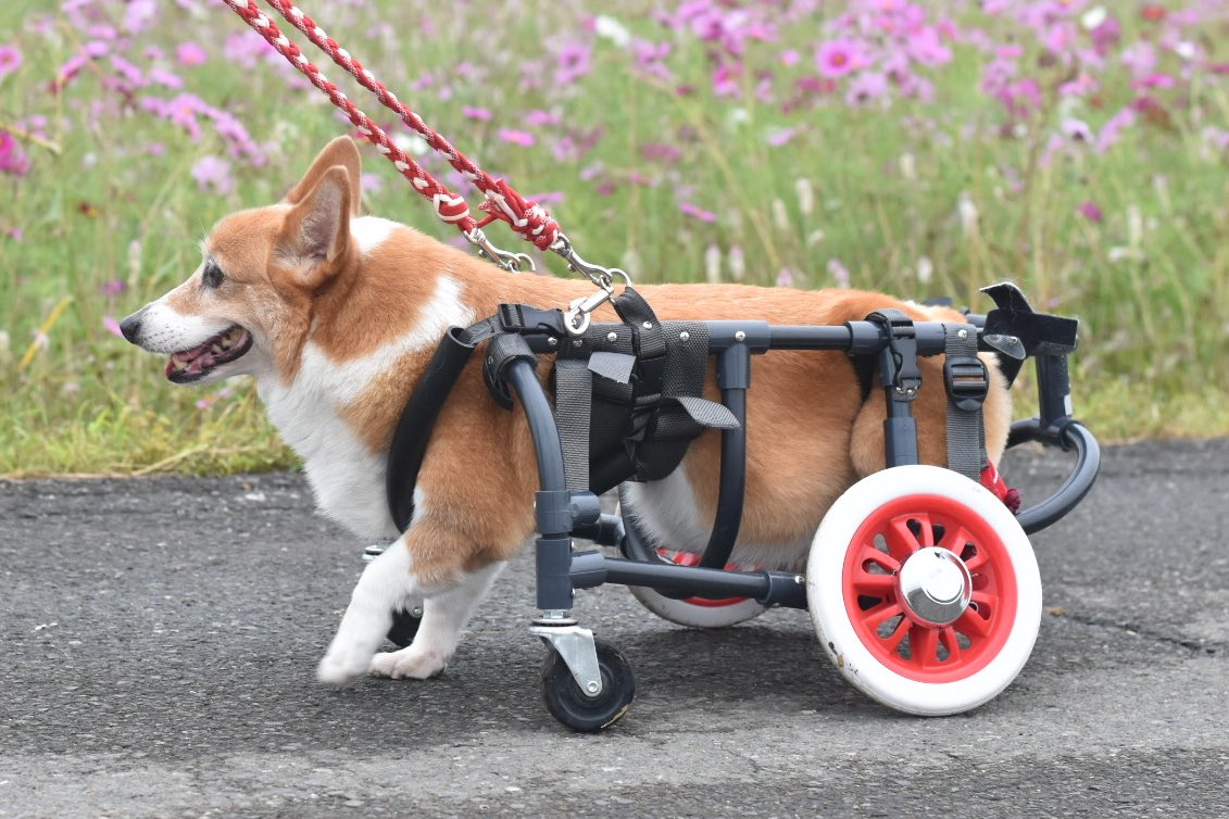 AJCで販売される
かたみゆさんのマステ届いたよ❣️　
車いすコーギーが描かれてるグッズ、中々ないから嬉しいです♪
モデルに選んでくれてありがとうございます🫶<a href="/yuzu_katamiyu/">かたみゆ🎨とコーギーゆず🍊🦊</a>