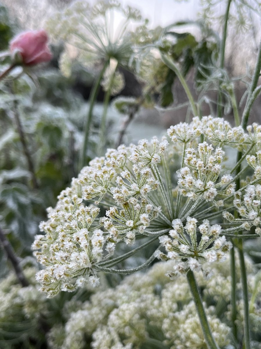 The frost fairies were busy in the garden.