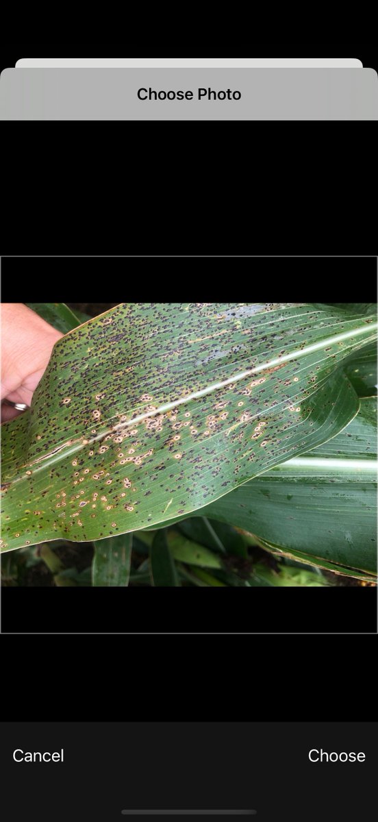 Albert Mends tweet media