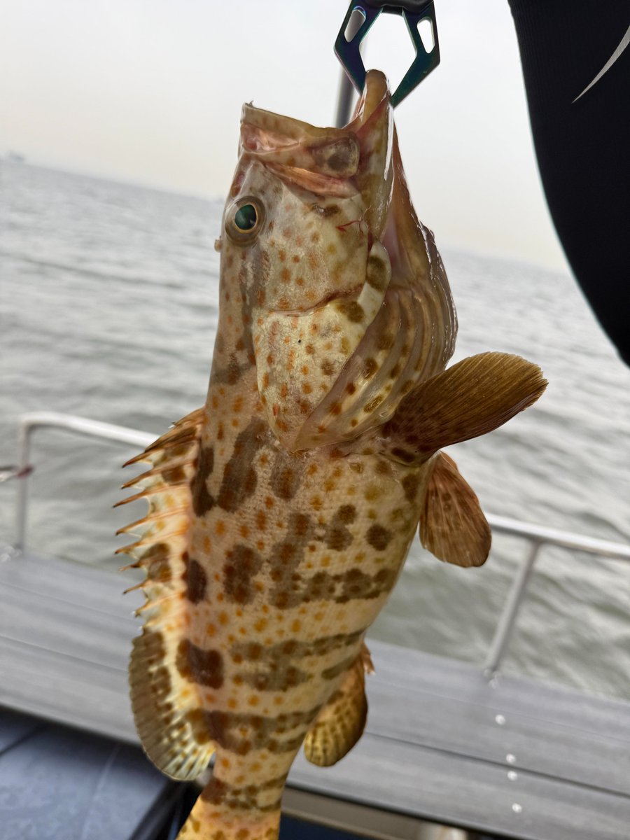 kbpqa15679929's tweet image. 魚がかかるたびに、とても興奮しました。