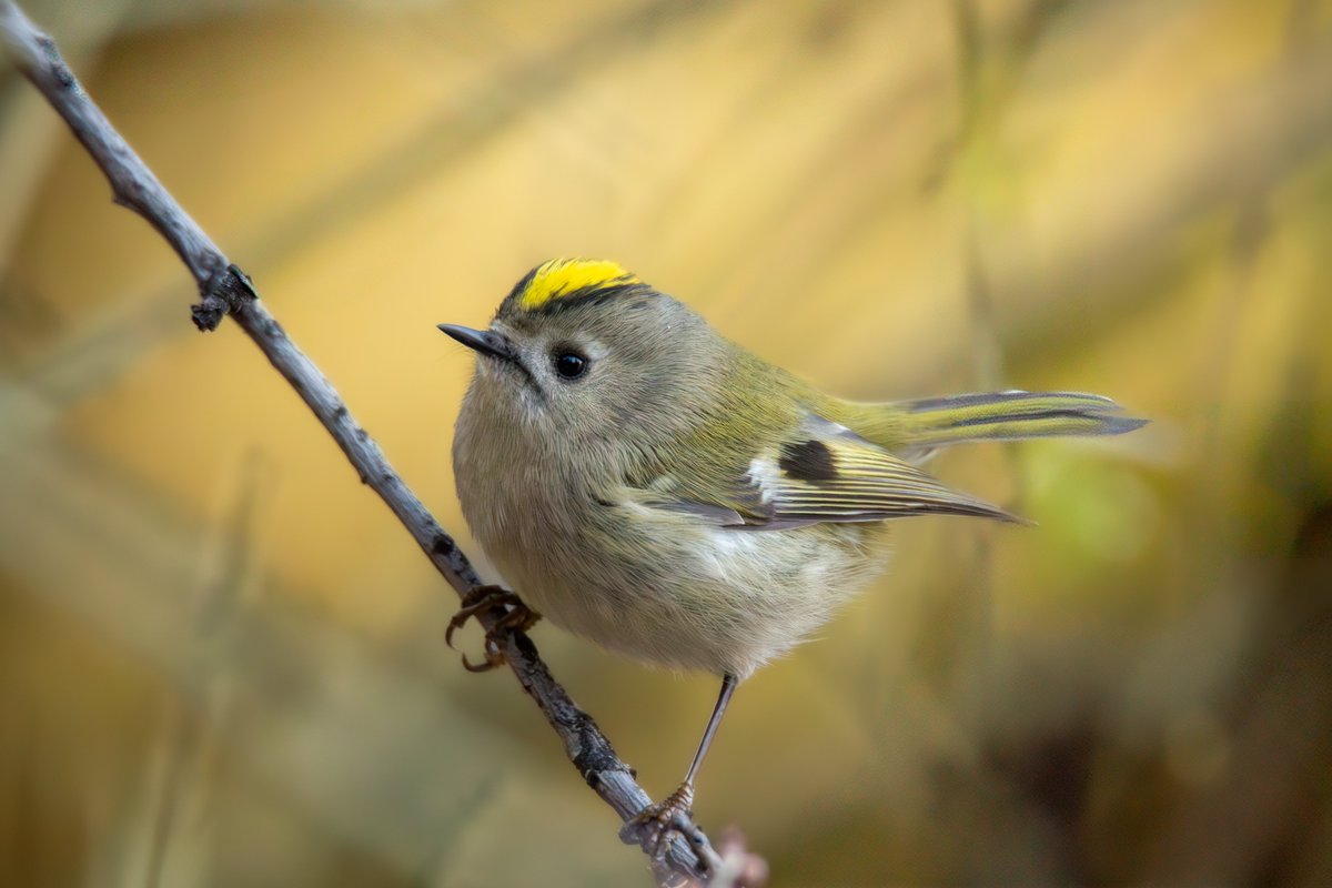 harikakuslar's tweet image. Merhaba.
Meşhur çalıkuşu kardeşimiz bu arkadaştır.
Ankara, 20.11.2025
