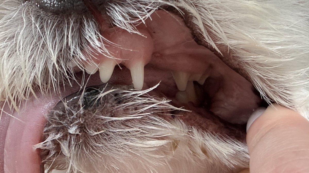 자랑거리 하나
구강상태 최상🤗⭐️
잇몸 부은 곳도 없다.