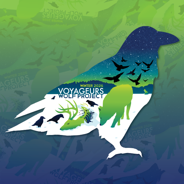 VoyaWolfProject's tweet photo. STICKER ALERT! Anyone who donates to our Give to the Max fundraiser by the end of the day gets this exclusive VWP winter 2026 sticker as a token of our thanks! But you have to donate TODAY because we only unlock prize money if we get enough donations (need ~1,500 donations) by the end of the day!!

Donate here and get your super cool sticker: https://t.co/nA3up1HHcj

The sticker design captures a common scene in northern Minnesota in winter—wolves killing deer on the ice of frozen lakes. A decent proportion of wolf-killed deer are males, and in early winter, the males still have their antlers (hence the stickers shows a wolf consuming a buck it killed).

Once wolves kill deer, they try to consume as much of the kill as they can to prevent scavengers from taking large chunks of the kill. The most common scavengers are ravens, which find and descend on kills quickly.

In the background of the sticker, you can also see a red fox waiting patiently. This is based on an in-person observation last year where we watched a red fox wait a distance from a fresh kill. Once the wolf had eaten their fill, the fox moved in to feed.

When wolves kill deer they provide food for a variety of animals that scavenge the kills. The sticker aims to capture a sliver of this fascinating dynamic.

But we cannot take credit for the design! That goes to the talented Kim Boustead who has designed all of our stickers so far and she always does an amazing job!

Note: the stickers likely will not be to folks until late December or early January because of the time it takes to get envelopes stuffed and because mailing around the holidays is always unpredictable. So please be patient but we will make sure everyone who donates gets their sticker!